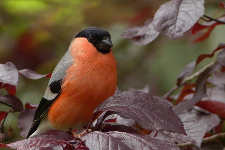 Reader Photo Submit — A Bullfinch at Rostherne