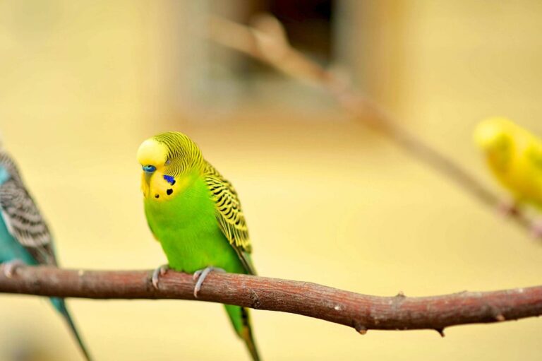 Exotic and colourful – but should parakeets be culled, ask scientists