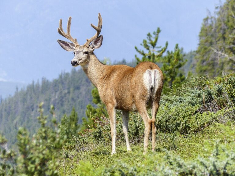 Study finds adult female elk are badass and can’t be caught